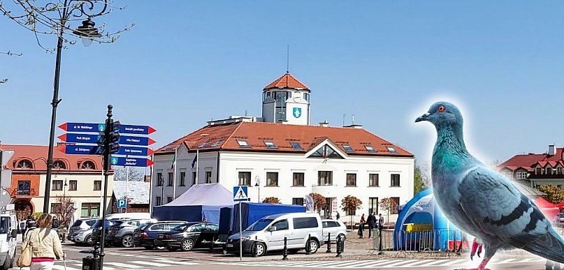 Mieszkańcy apelowali o antykoncepcję dla gołębi. Urząd wybrał akcję...