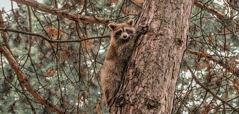 Interwencja strażaków w Karolinie. Powodem szop pracz na drzewie