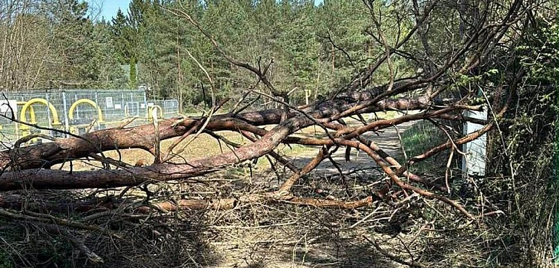 Legionowski: Strażacy mieli pracowitą niedzielę. Powodem silny wiatr