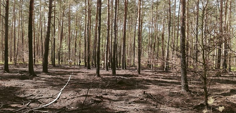 Kąty Węgierskie: Dogaszali ściółkę leśną. Kontynuacja pożaru z soboty