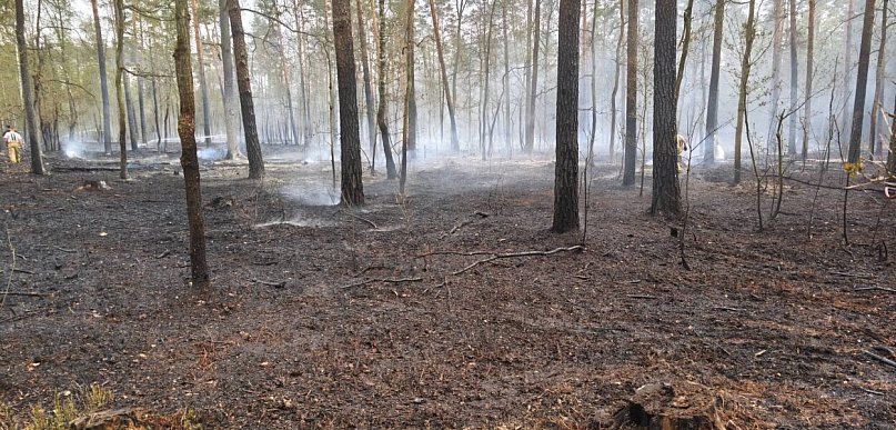 Czarna Struga: Płoną 2 hektary lasu. Gaszenie pożaru trwa