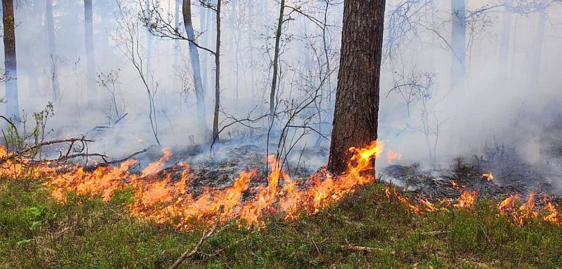 Pożar lasu w Czarnej Strudze strażacy gasili prawie 7 godzin