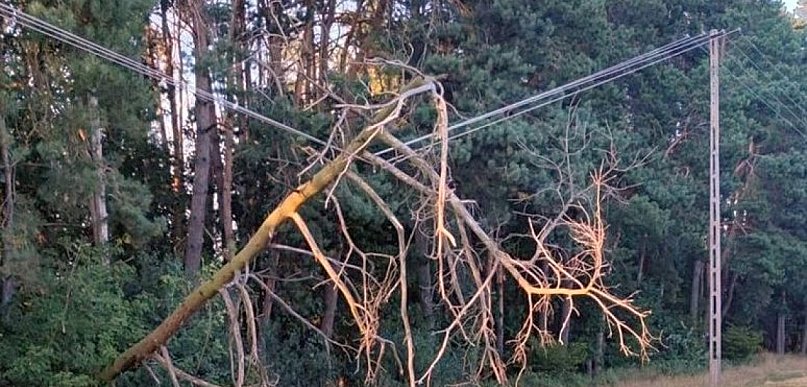 Legionowo: Uszkodzone drzewo zawisło na linii energetycznej