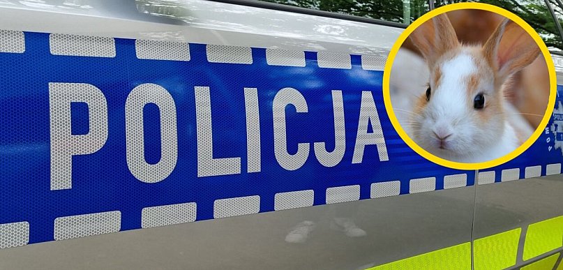Elektronarzędzia i rasowy królik. Policjanci odzyskali nietypowy łup 19-latki