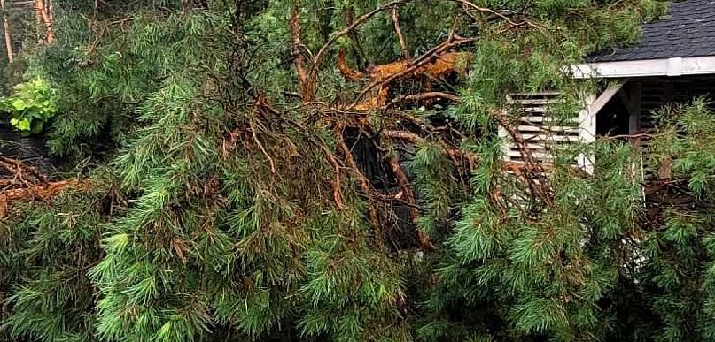 Skrzeszew: Złamana sosna uszkodziła ogrodzenie i altanę