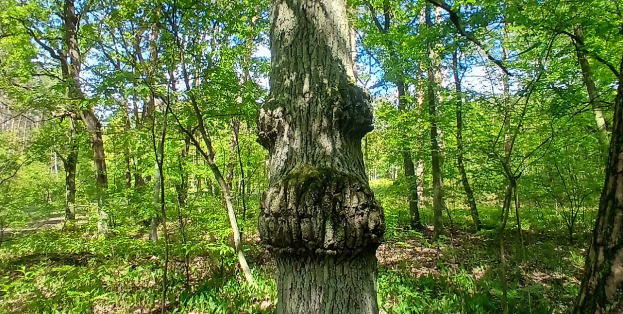 Strażnik Lasów Chotomowskich walczy o tytuł Drzewa Roku 2025