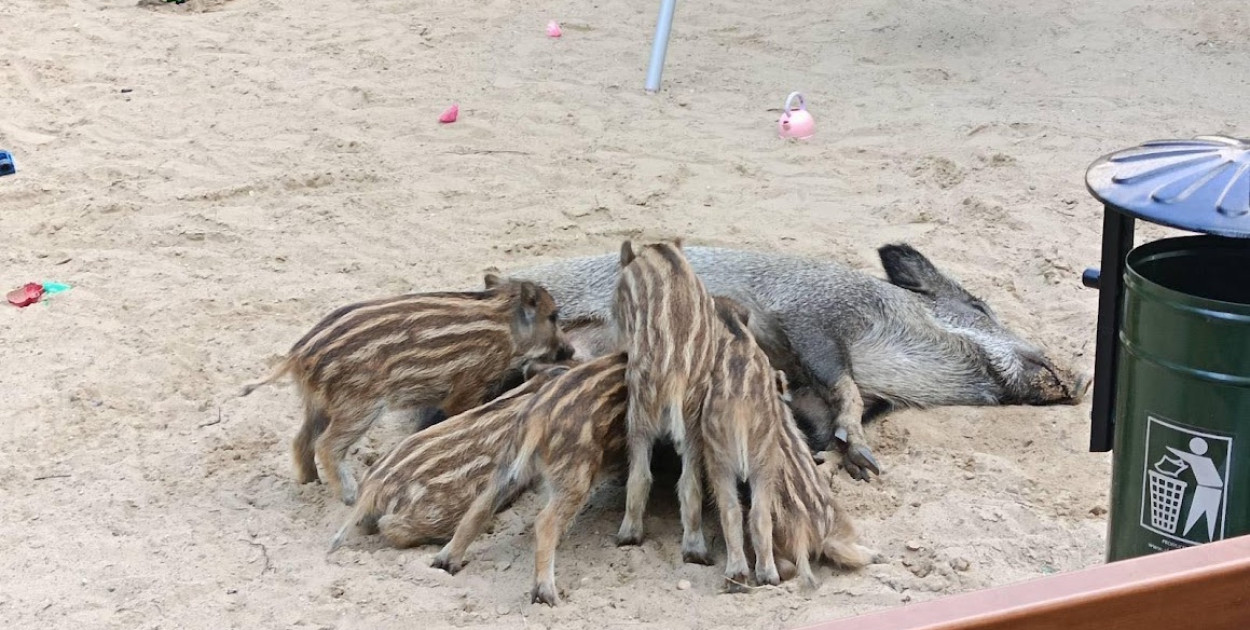 Fot. nadesłane przez Czytelnika