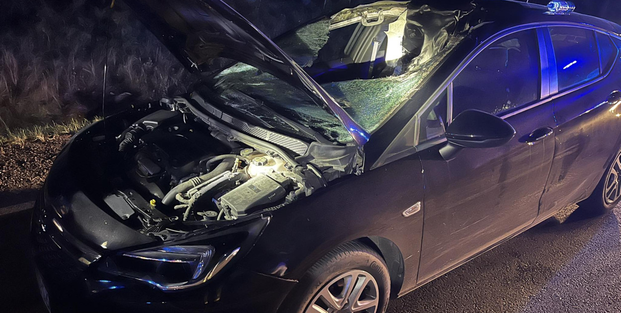 Groźny wypadek na DK62. Łoś wbiegł wprost pod samochód