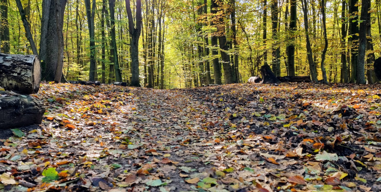 Zdj. ilustracyjne, źródło: arch. Legio24.pl