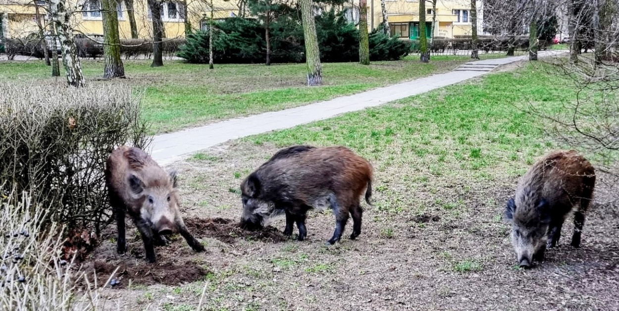 Dziki na os. Jagiellońska w Legionowie. Fot.  arch. Legio24.pl