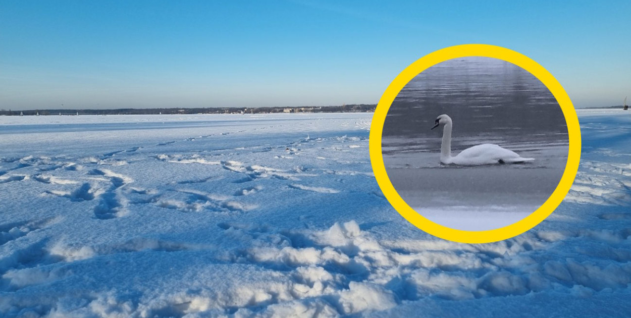 Cupel: Strażacy i LWOPR próbowali pomóc łabędziowi