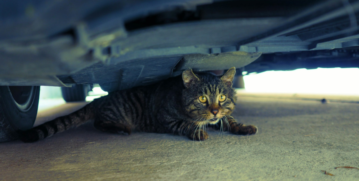 Nie miała pojęcia, że w komorze silnika wiezie kota. Interweniowali strażacy