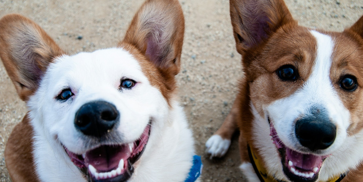 Każdy pies będzie musiał mieć czip. Rząd chce jednolitego systemu