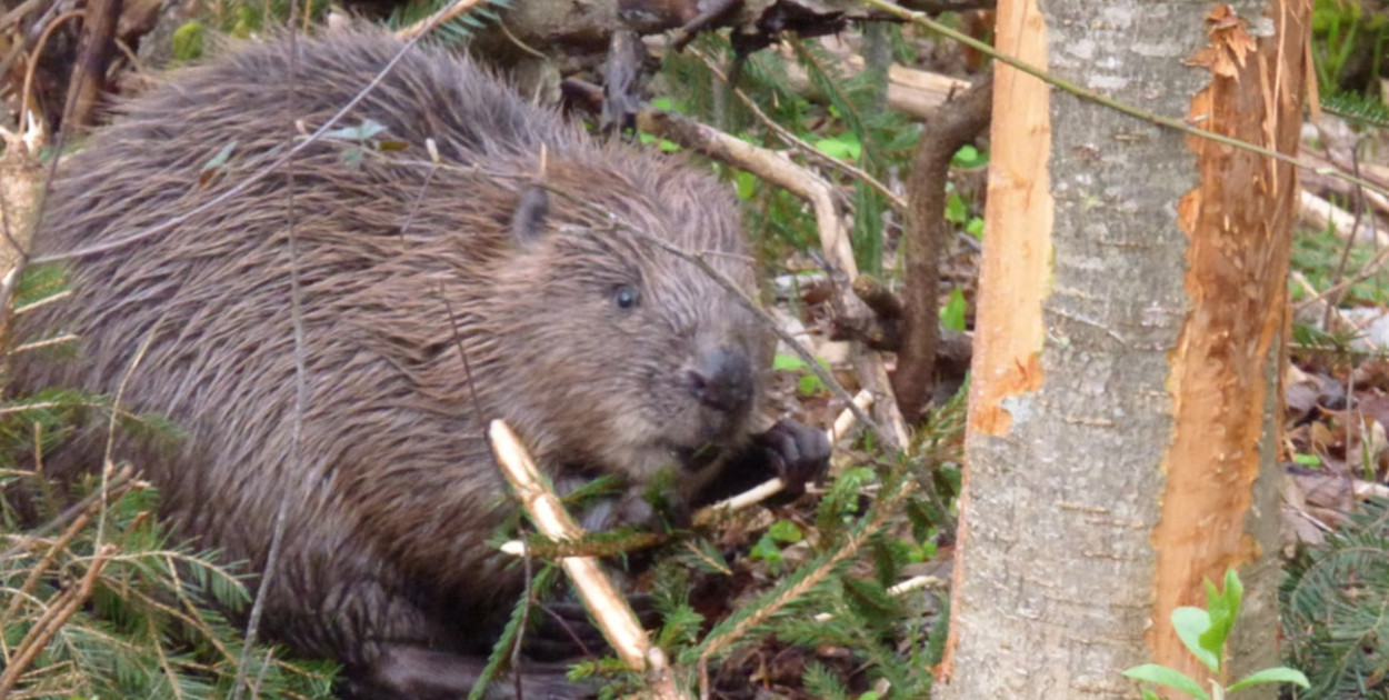 Bóbr na drodze krajowej nr 61 w Michałowie-Reginowie. Interweniowali strażacy