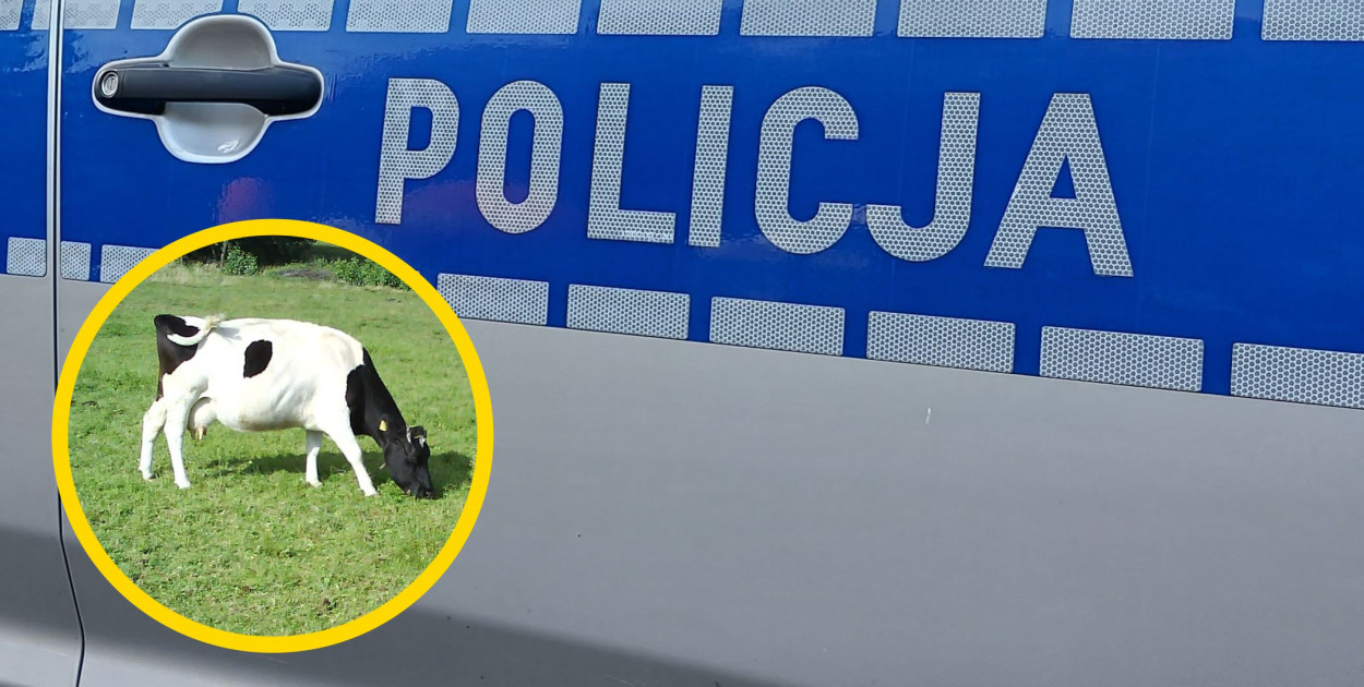 Interwencja służb w Stanisławowie Drugim. 16 krów odebranych gospodarzowi