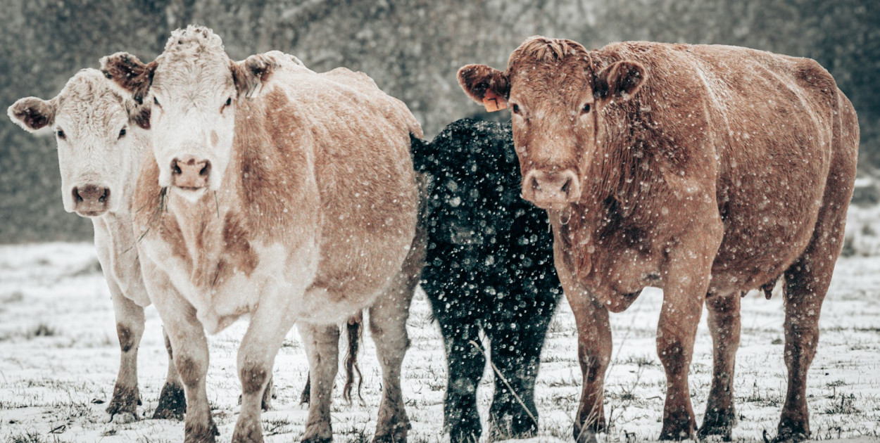 Zaniedbane krowy odebrane z gospodarstwa. Właścicielowi grozi nawet 5 lat...