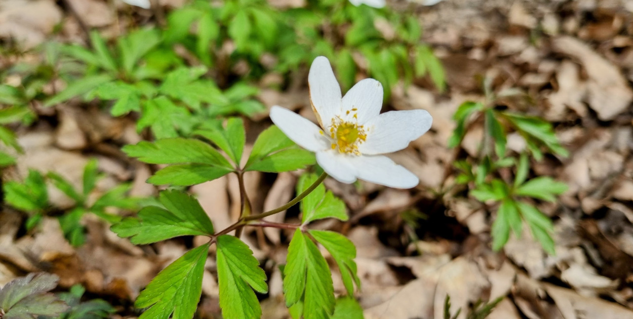 Wiosna na horyzoncie. IMGW: modele są zgodne