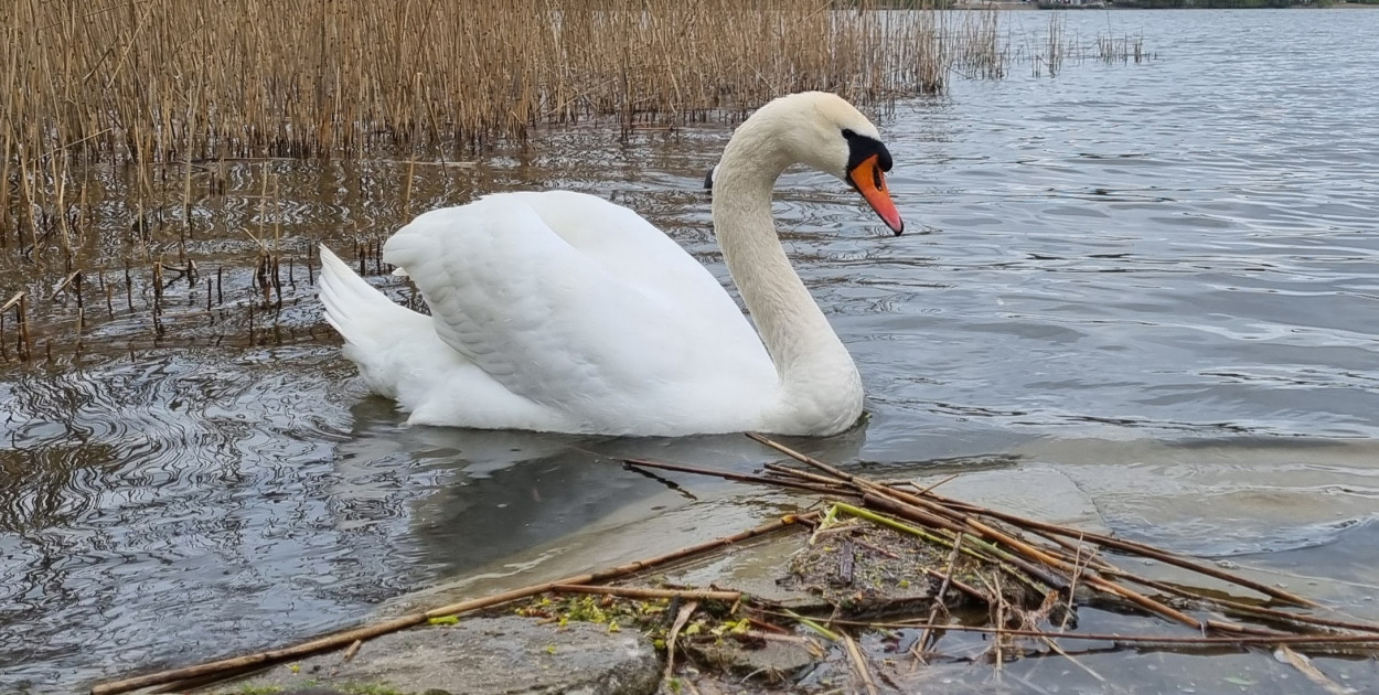 Dębe: Strażacy wyłowili z wody 7 martwych łabędzi