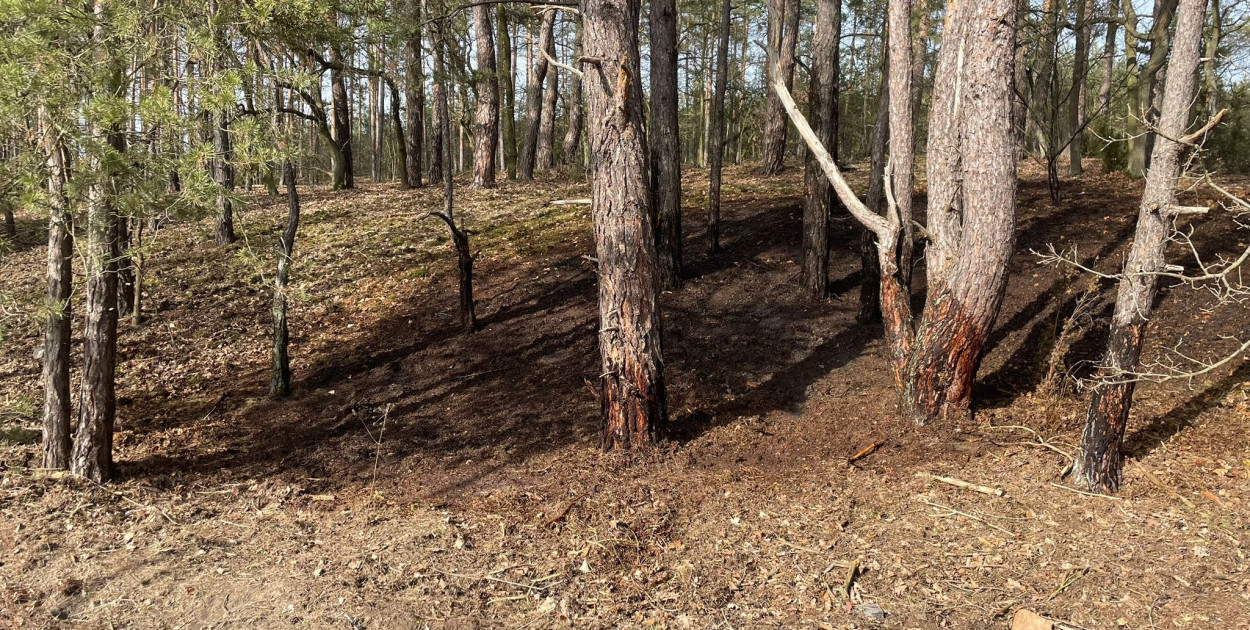 Ogień w lesie w Rajszewie. Strażacy szybko opanowali sytuację
