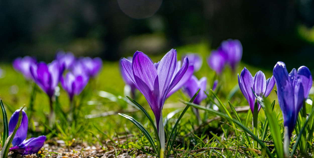 Arktyczne powietrze na Wielkanoc? IMGW zapowiada ochłodzenie i opady deszczu...