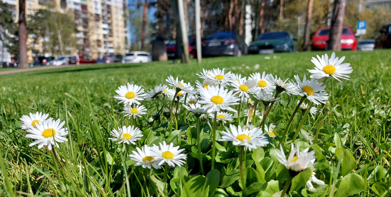 Za kilka dni przywitamy astronomiczną wiosnę