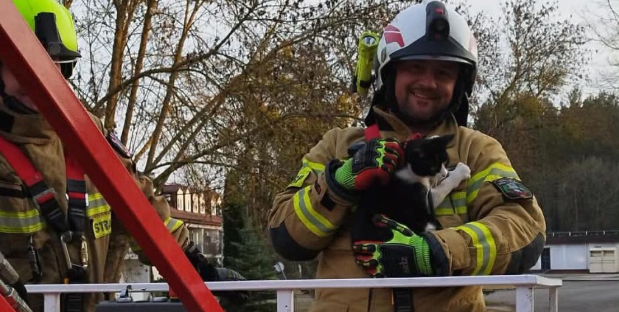 Wieliszew: Kot utknął na drzewie. Do akcji ruszyli strażacy