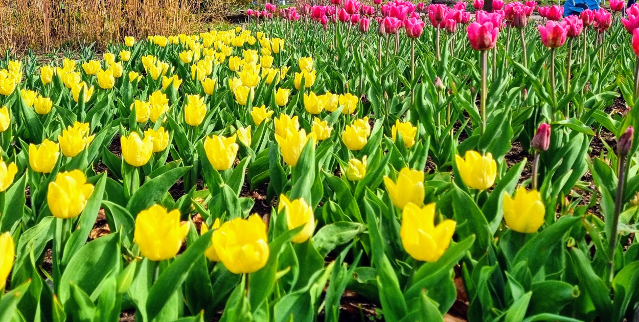 Legionowski: Jaka pogoda w pierwszy weekend wiosny?