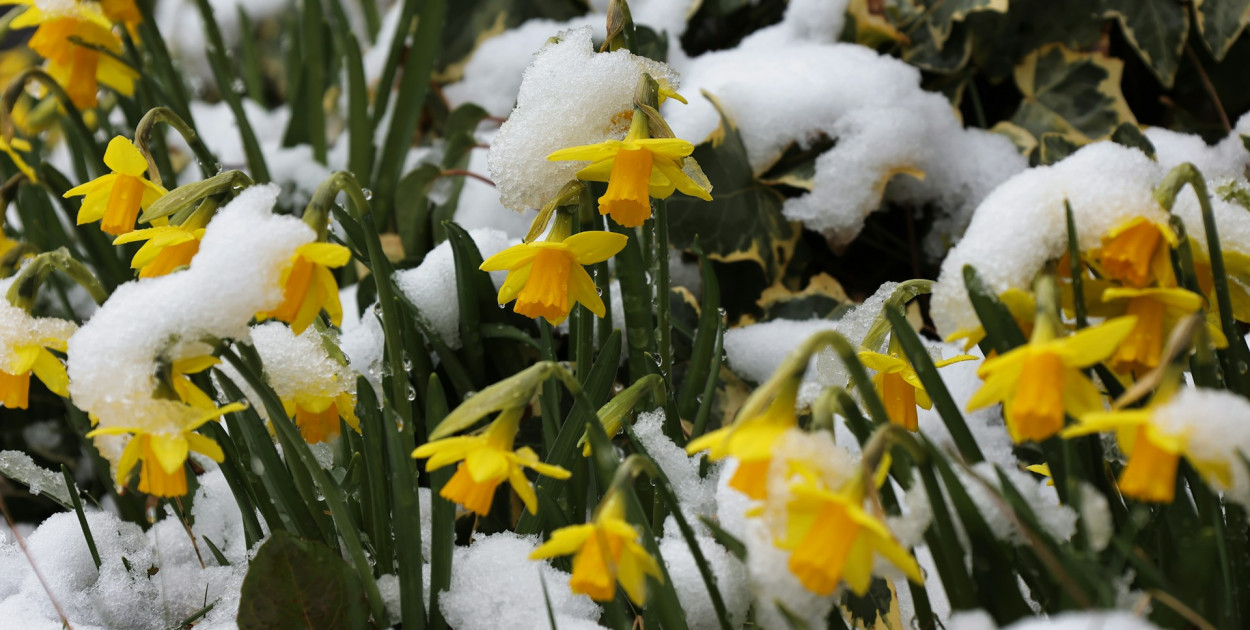 Wielkanoc pod znakiem chłodu. Prognozy IMGW: deszcz, deszcz ze śniegiem...