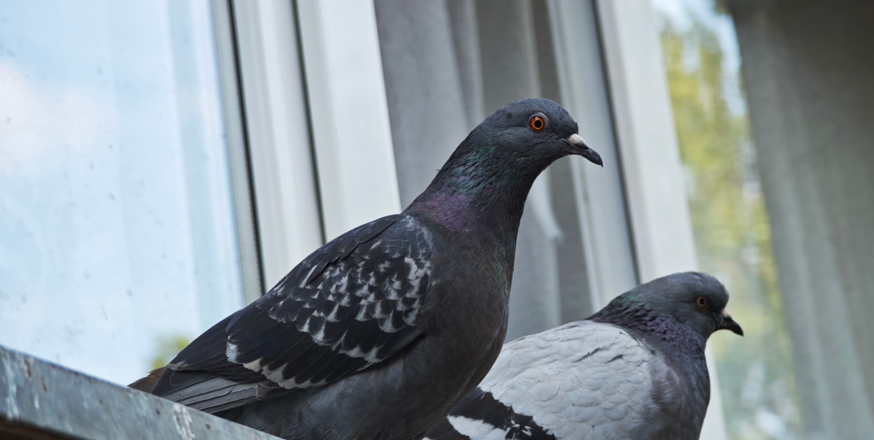 Serock : Chcą antykoncepcji dla gołębi