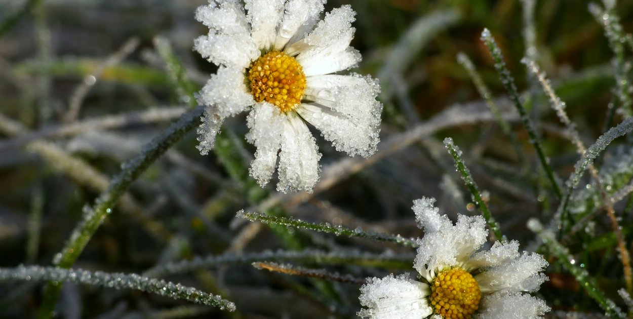 IMGW wydał ostrzeżenie. W nocy nawet -7°C przy gruncie