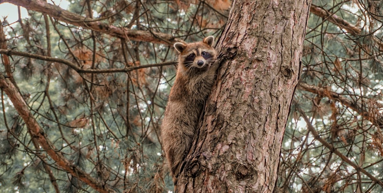 Interwencja strażaków w Karolinie. Powodem szop pracz na drzewie